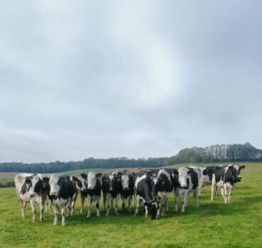 vaches lors de la visite sociétaires pour le fromage blanc c'est qui le patron